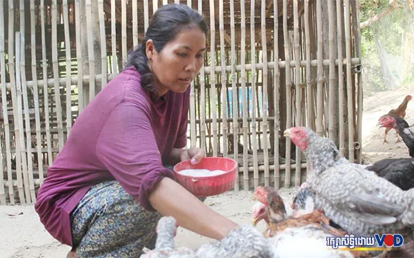 Campuchia phát hiện ổ dịch bệnh cúm gia cầm H5N6 sát biên giới Việt Nam