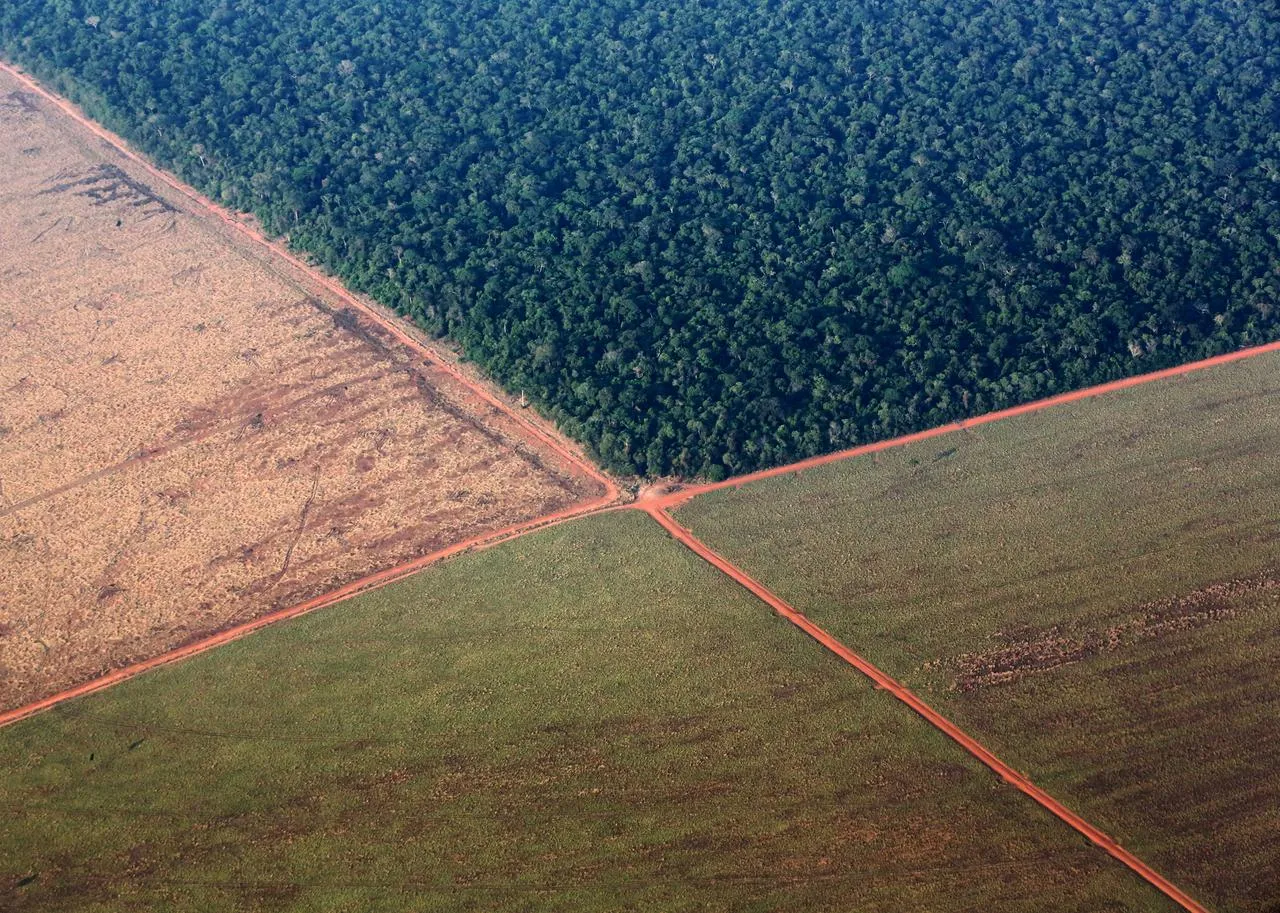Brazil đứng đầu thế giới về diện tích rừng bị chặt phá nghiêm trọng