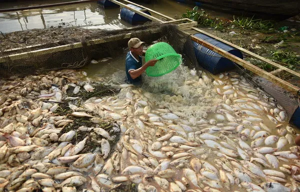 Phó Thủ tướng Trương Hòa Bình yêu cầu xác định nguyên nhân cá chết trên sông La Ngà