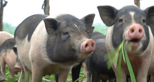 Ngày 6 tháng 6 năm 2019, Thị trường hôm nay, Giá thực phẩm, Giá heo