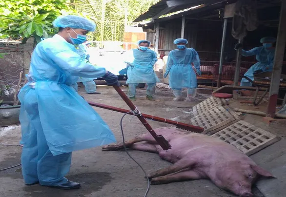 Cơ quan chức năng tiêu hủy đàn heo bị nhiễm dịch tả heo châu Phi ở quận 9, TP.HCM - Ảnh: Chi cục Chăn nuôi thú y cung cấp