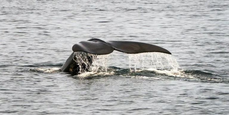 Cá voi trơn Bắc Đại Tây Dương chết trên biển Canada