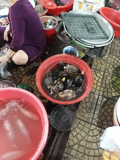  Các cá thể rùa quí hiếm bị rao bán ngoài chợ tại Đà Nẵng 