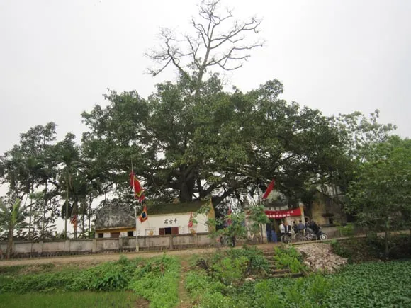   Cụm cây đa-cây gạo làng Lưỡng Quán 