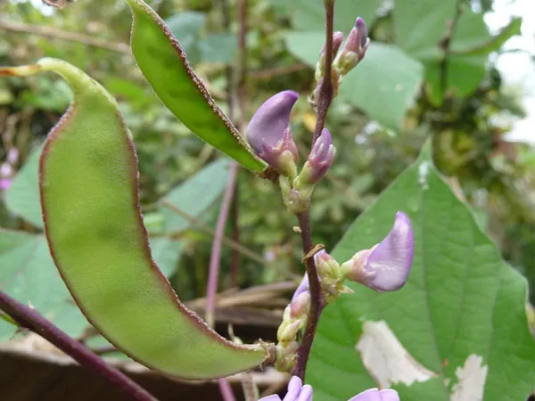 tac-dung-cua-dau-van-trang-va-nhung-bai-thuoc-tri-benh-hieu-qua-voh