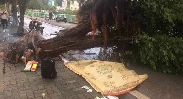 Hà Nội: Mưa to gió lớn, cây đổ hàng loạt, 1 người tử vong 1