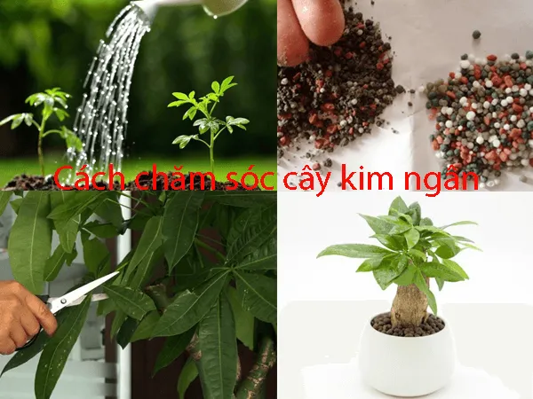 voh.com.vn-ky-thuat-trong-va-cham-soc-cay-kim-ngan-4