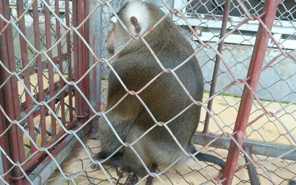 Chú khỉ được giải cứu và chuyển về Trung tâm cứu hộ Hà Nội 