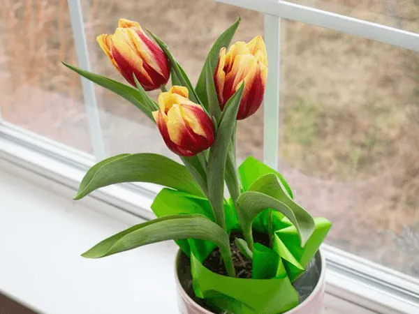 voh.com.vn-hoa-tulip-7