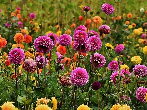 Ý nghĩa hoa thược dược - Khám Phá Những Điều Đặc Biệt Về Loài Hoa Này