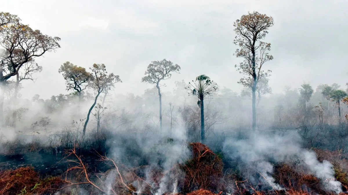 cháy rừng Amazon, Bolivia