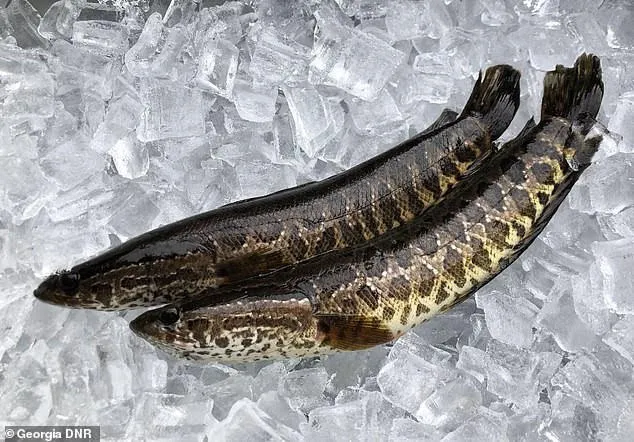 Loài cá Norther Snakehead (cá chuối hoa Trung Quốc) được cho gây hại hệ sinh thái.  