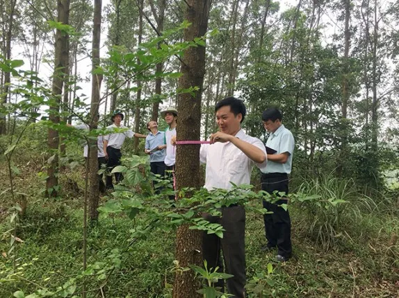 Đoàn công tác của Tổng cục Lâm nghiệp Kiểm tra hiện trường rừng trồng của Công ty TNHH MTV lâm nghiệp Tuyên Bình (Tuyên Quang).