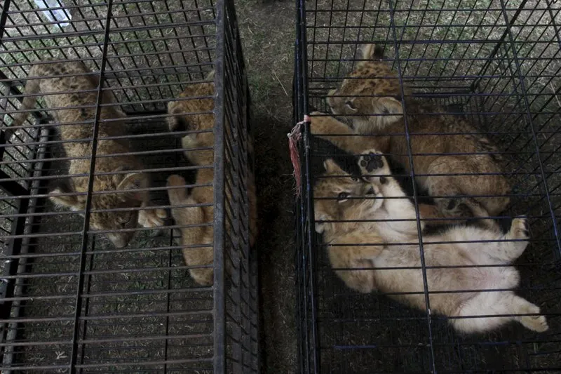 Cảnh sát Indonesia bắt hai nghi phạm buôn lậu sư tử và báo đốm con.