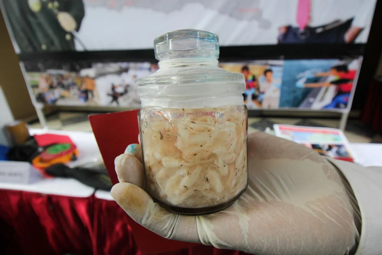 Indonesia tranh cãi vì lệnh cấm xuất khẩu tôm hùm giống