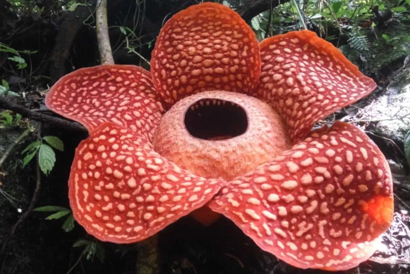 đảo Sumatra, Indonesia, hoa Rafflesia tuan-mudae