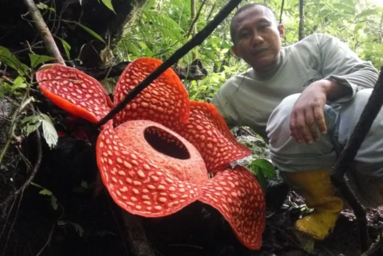 đảo Sumatra, Indonesia, hoa Rafflesia tuan-mudae