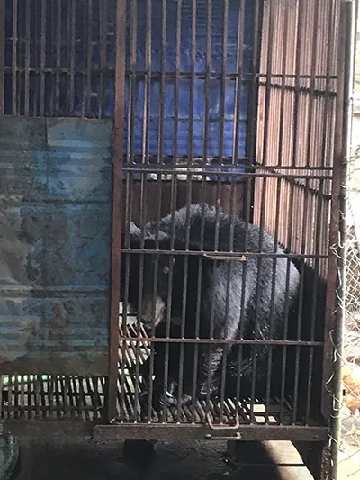 Cá thể gấu  nuôi nhốt tại nhà ông Vũ Văn Lực