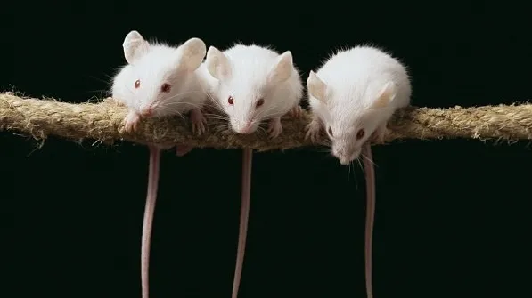 chuột, nghiên cứu khoa học, y khoa