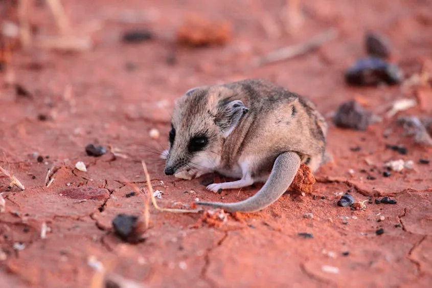 Australia: Hàng trăm loài sinh vật cần cứu hộ khẩn cấp sau cháy rừng
