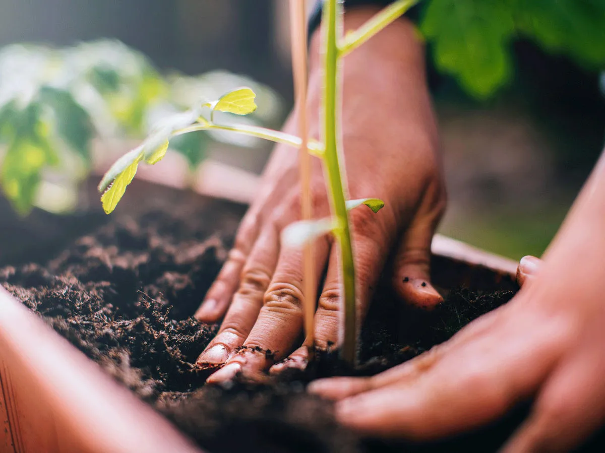 trồng cây, cách ly toàn xã hội