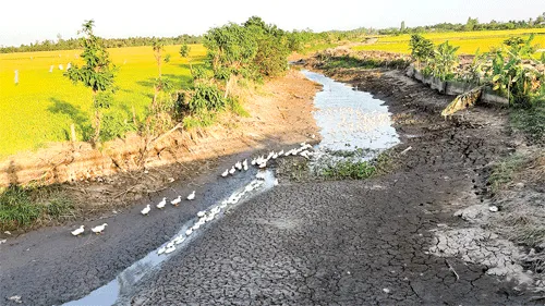 Xâm nhập mặn trong tháng 5 ở Đồng bằng sông Cửu Long vẫn caoXâm nhập mặn trong tháng 5 ở Đồng bằng sông Cửu Long vẫn cao