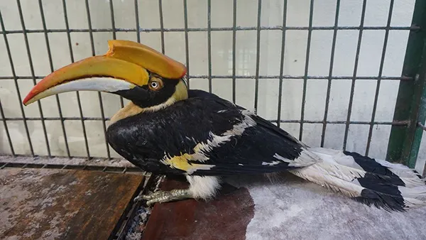 Con chim Hồng Hoàng này được thả về tự nhiên tại tỉnh Thừa Thiên - Huế