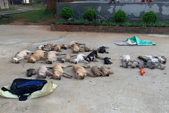 Tin tức pháp luật hôm nay 15/6/2020: Sử dụng bả chứa chất độc Xyanua trộm gần nửa tấn chó, mèo 