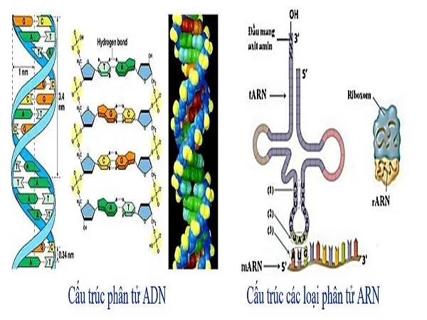 voh.com.vn-axit-nucleic-0