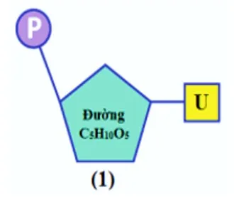 Axit nucleic - Vật chất di truyền ở cấp độ phân tử 3