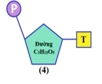 Axit nucleic - Vật chất di truyền ở cấp độ phân tử 6