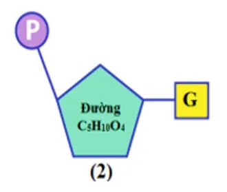Axit nucleic - Vật chất di truyền ở cấp độ phân tử 4