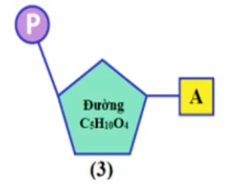 Axit nucleic - Vật chất di truyền ở cấp độ phân tử 5