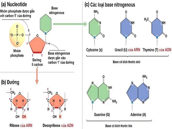 voh.com.vn-axit-nucleic-1