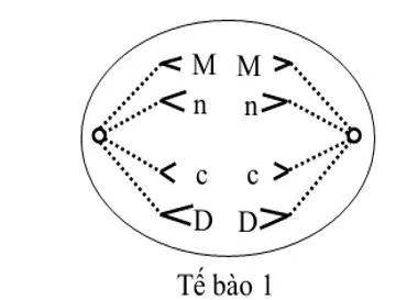 voh.com.vn-nhiem-sac-the-19