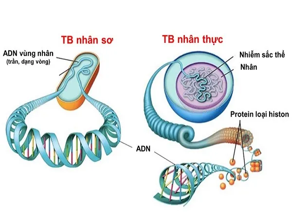 voh.com.vn-nhiem-sac-the-0