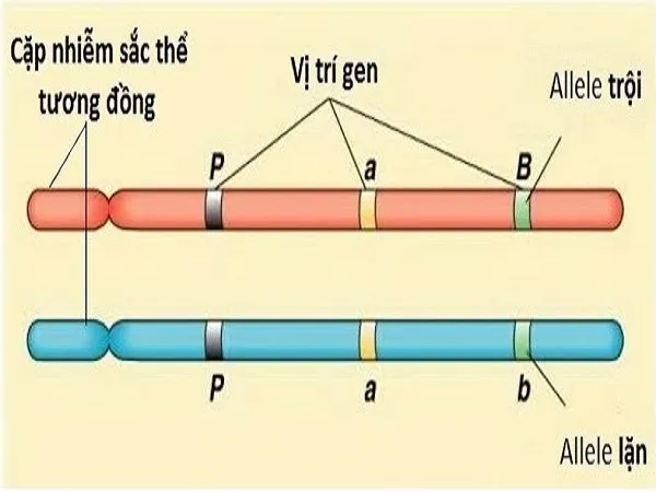 voh.com.vn-nhiem-sac-the-1