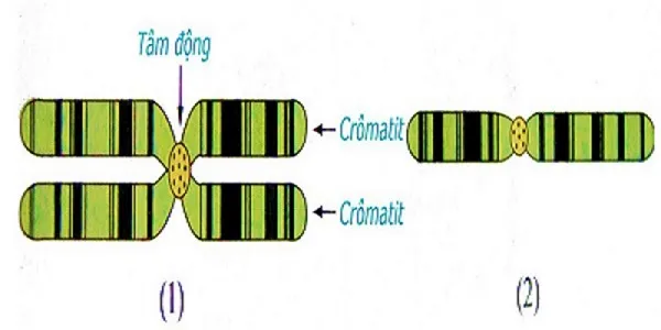 voh.com.vn-nhiem-sac-the-2
