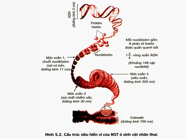 voh.com.vn-nhiem-sac-the-3