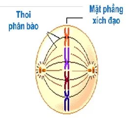 voh.com.vn-nhiem-sac-the-5
