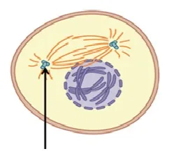 voh.com.vn-nhiem-sac-the-13