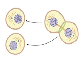voh.com.vn-nhiem-sac-the-14