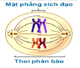 voh.com.vn-nhiem-sac-the-9