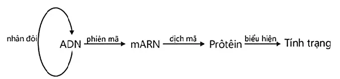 voh.com.vn-di-truyen-cap-do-phan-tu-0