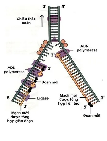 voh.com.vn-di-truyen-cap-do-phan-tu-1