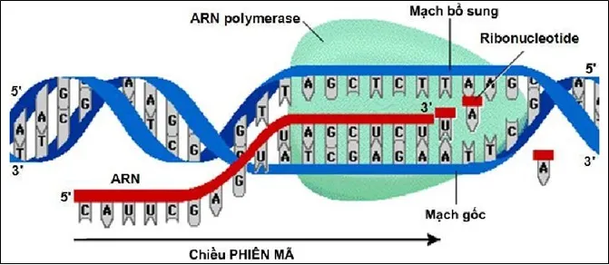 voh.com.vn-di-truyen-cap-do-phan-tu-2