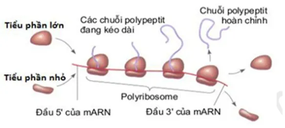 voh.com.vn-di-truyen-cap-do-phan-tu-4