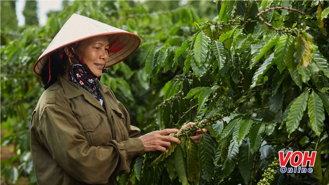 nông dân trồng cà phê