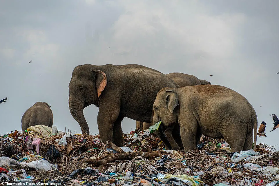 Đàn voi có khoảng từ 25 đến 30 con, đang bới tìm thức ăn tại bãi rác tại Oluvil. 