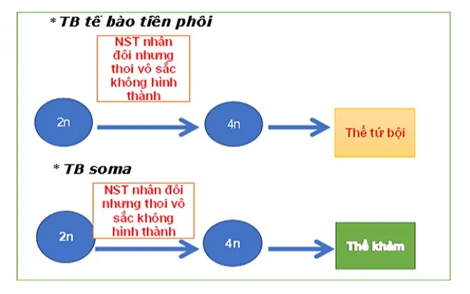 voh.com.vn-bien-di-di-truyen-7